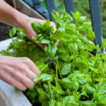 Simple Strategies for Growing a DIY Herb Garden