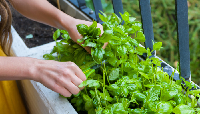 DIY Herb Garden