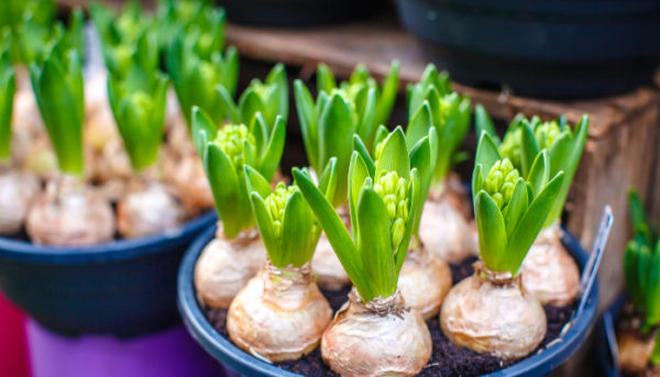 Plant Fall Bulbs For A Magical Spring Garden Tenth Floor Living 5912