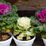Fabulous Fall Container Gardens to Plant This Weekend