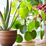 Stop Killing Your Plants and Develop a Green Thumb