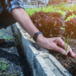 Find Your Bliss by Gardening to De-Stress