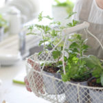 Can You Grow Vegetables Indoors?
