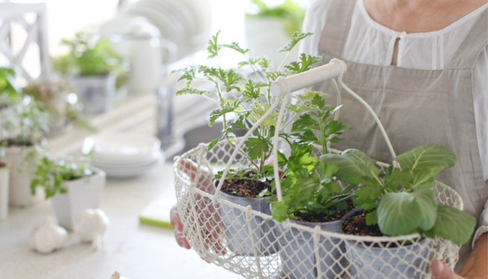 grow vegetables indoors