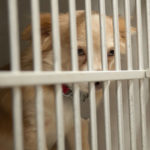 VA Continuing Fatal Dog Experiments Despite Criticism from Congress and Veterans Groups