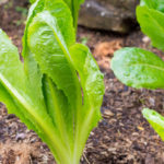 All Romaine Lettuce Not Safe to Eat, CDC Issues New Warning