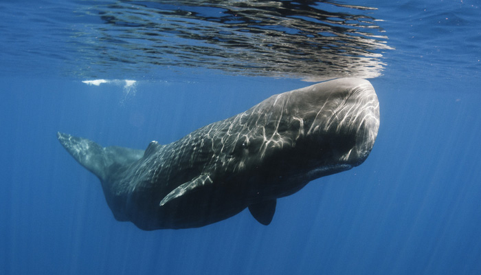 sperm-whale