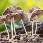 Oregon is Seeking to Legalize Psychedelic Mushrooms – What?