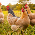 Scientists Genetically Modify Chickens to Lay Eggs Containing Anti-Cancer and Arthritis Drugs