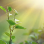 Scientists Alter Photosynthesis in Plants and Improve Growth by 40%