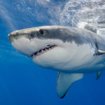Scientists Have Decoded Shark DNA Which Could Lead to Cancer Cure