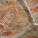 Over Half of the 30K Cambrian Fossils Unearthed in China are New to Science