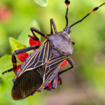 Dangerous ‘Kissing Bug’ Spreading to Northern US States and Others, CDC Warns