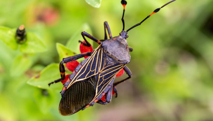 Dangerous Kissing Bug Spreading To Northern Us States And Others Cdc Warns Tenth Floor Living 