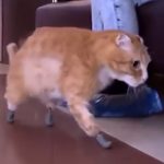 In Amazing World First, Cat Gets 4 ‘Titanium’ Replacement Paws After Incident
