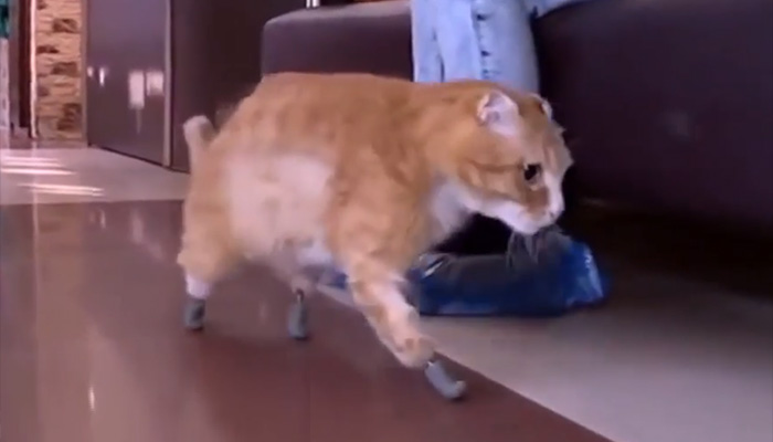 In Amazing World First, Cat Gets 4 'Titanium' Replacement Paws After ...