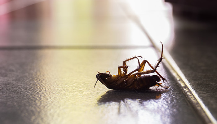roaches impossible to kill thanks to evolution feat