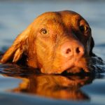 Dogs are Suffering from Toxic Ponds, Warning for Pet Owners