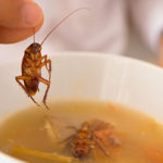 Ewww! Restaurant Serves Dishes Featuring Insects Only – Would You Eat There?