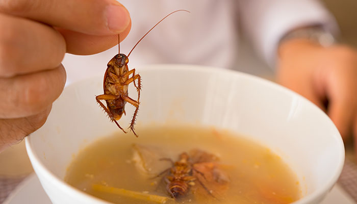 insect food restaurant