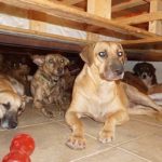 Woman Shelters 97 Dogs from Hurricane Dorian