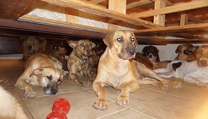 Bahamas Dog Rescue