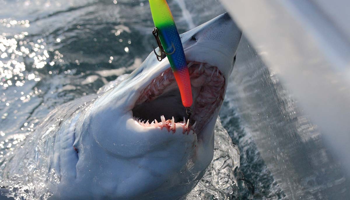 8 year old boy catches massive 700 pound shark fishing trip