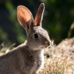 Man Catches Plague after Eating a Wild Rabbit