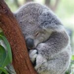 Koalas Declared ‘Functionally Extinct’ After Wildfires
