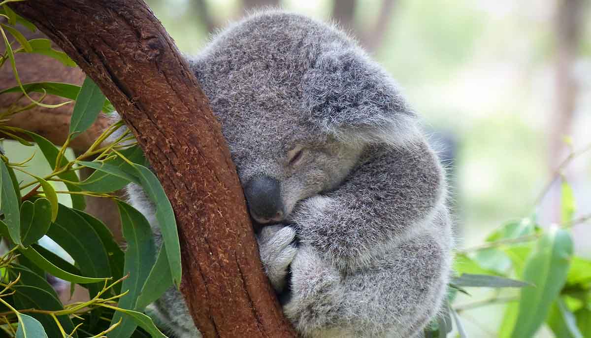 baby koala bear sleeps in a eucalyptus tree