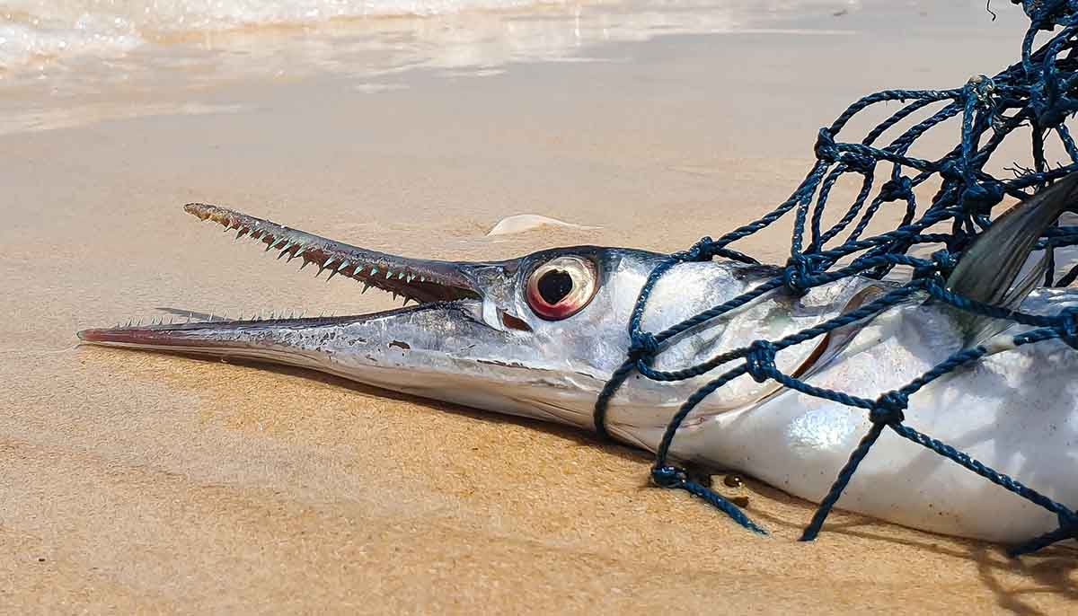 a needlefish is shown in a net at the beach