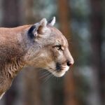 3 Mountain Lions Shot After They Were Found Eating Human Remains