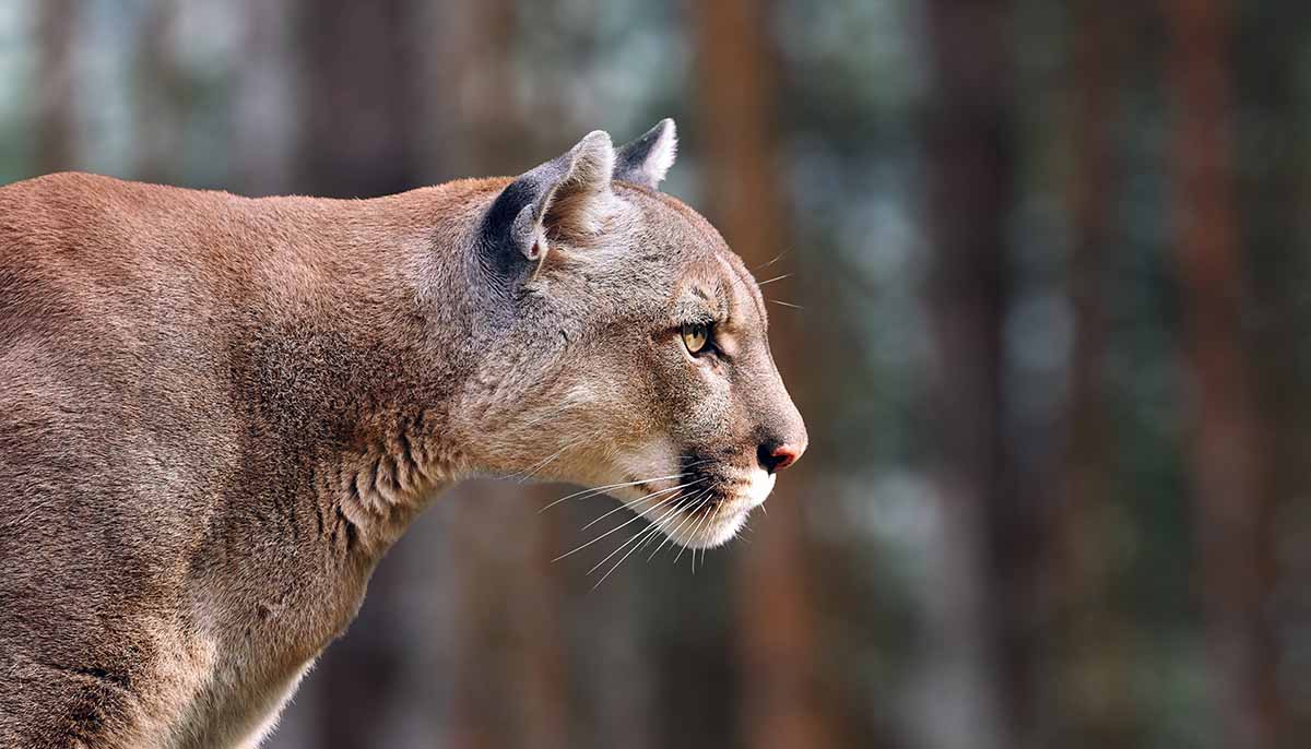 a profile of a mountain lion with a wooded background