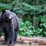 Bear Spotted Near California School, Terrifying Neighbors