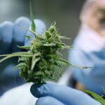 New Highly Potent Cannabis Compound May Be 30x Stronger Than THC