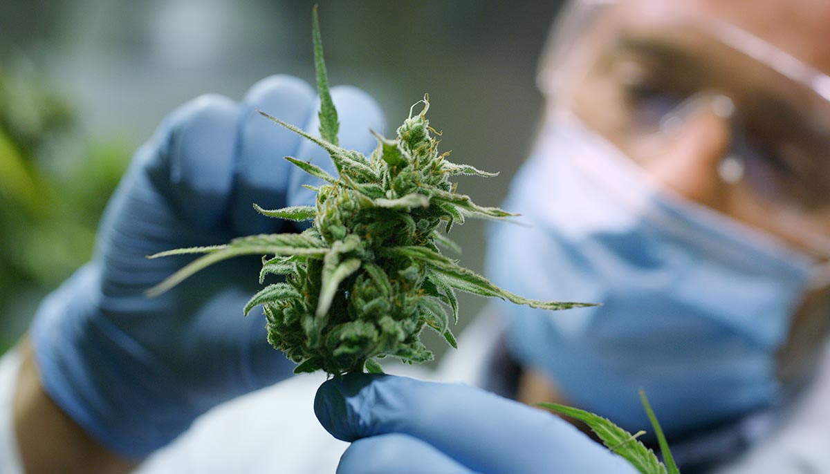 scientist checks hemp plants in a greenhouse