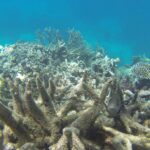 Tragedy Under the Waves: Barrier Reef Bleaching Event Largest on Record