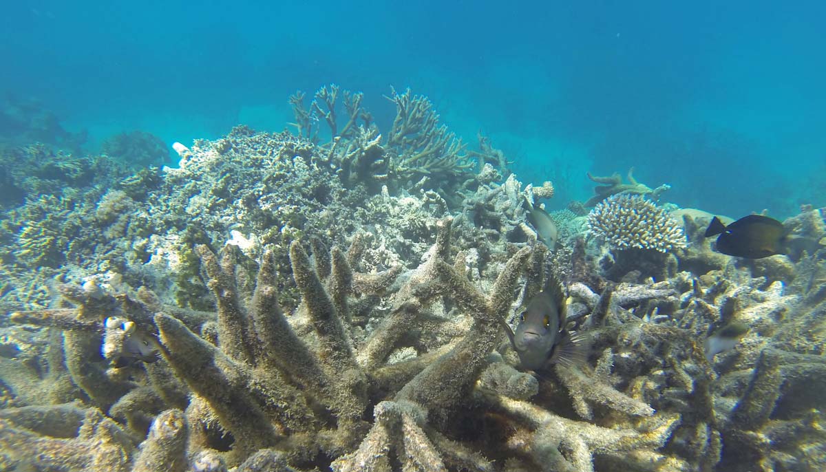 Bleached Coral in the Barrier Reef
