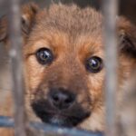 China Bans Dogs and Cats as Food, Reclassifies Them as Pets and More News