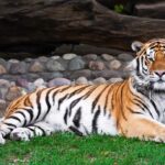 Bronx Zoo Tiger Tests Positive for COVID-19