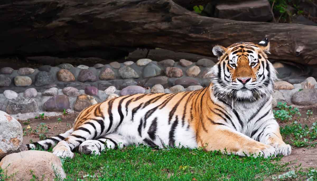 Bengal tiger in a zoo exhibit
