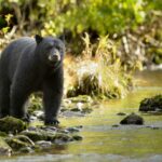 Bears Steal Snacks From Tennessee Cabin, Baffle Owners