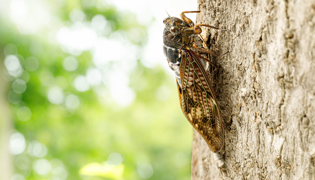 Infected ‘Zombie Cicadas’ Discovered in West Virginia Tenth Floor Living