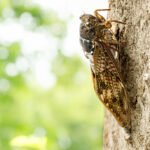 Infected ‘Zombie Cicadas’ Discovered in West Virginia