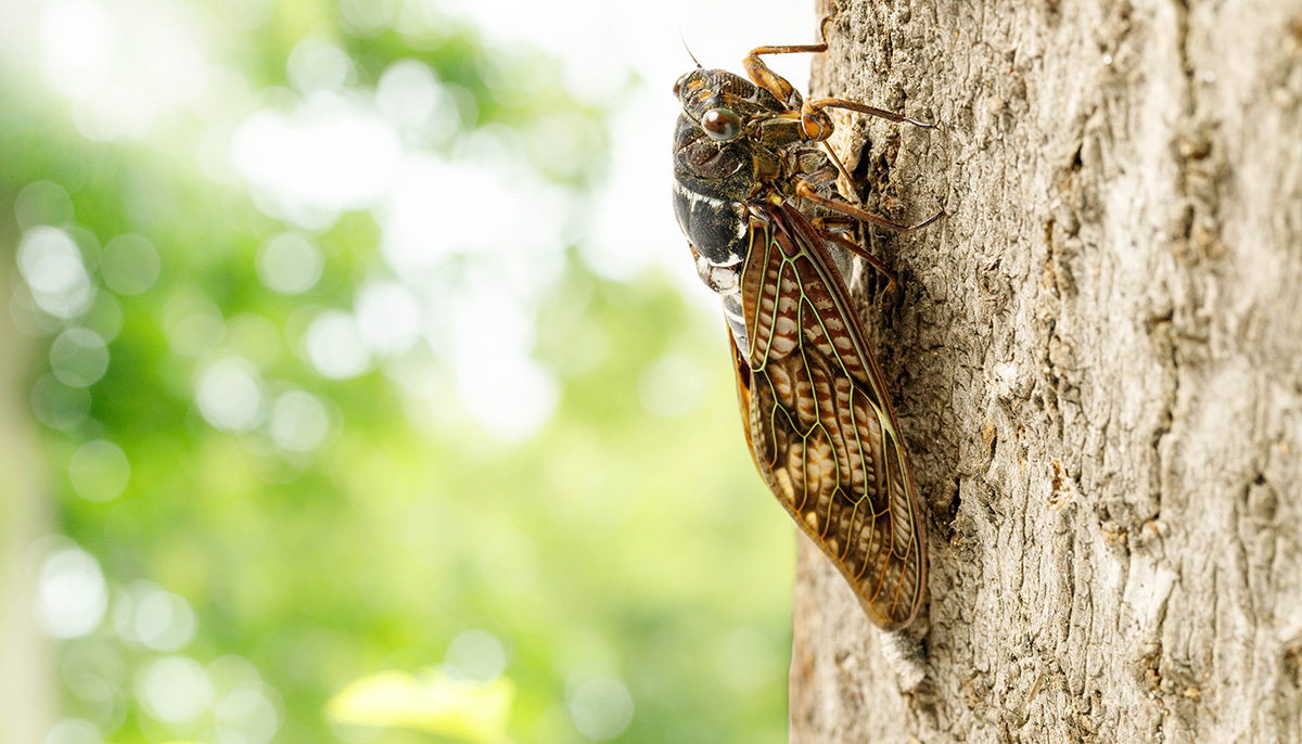 large-brown-cicada-sits-on-tree