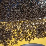 US Sees Huge Spike in Jobs, Man Gets 15K Bees in Car, and More News