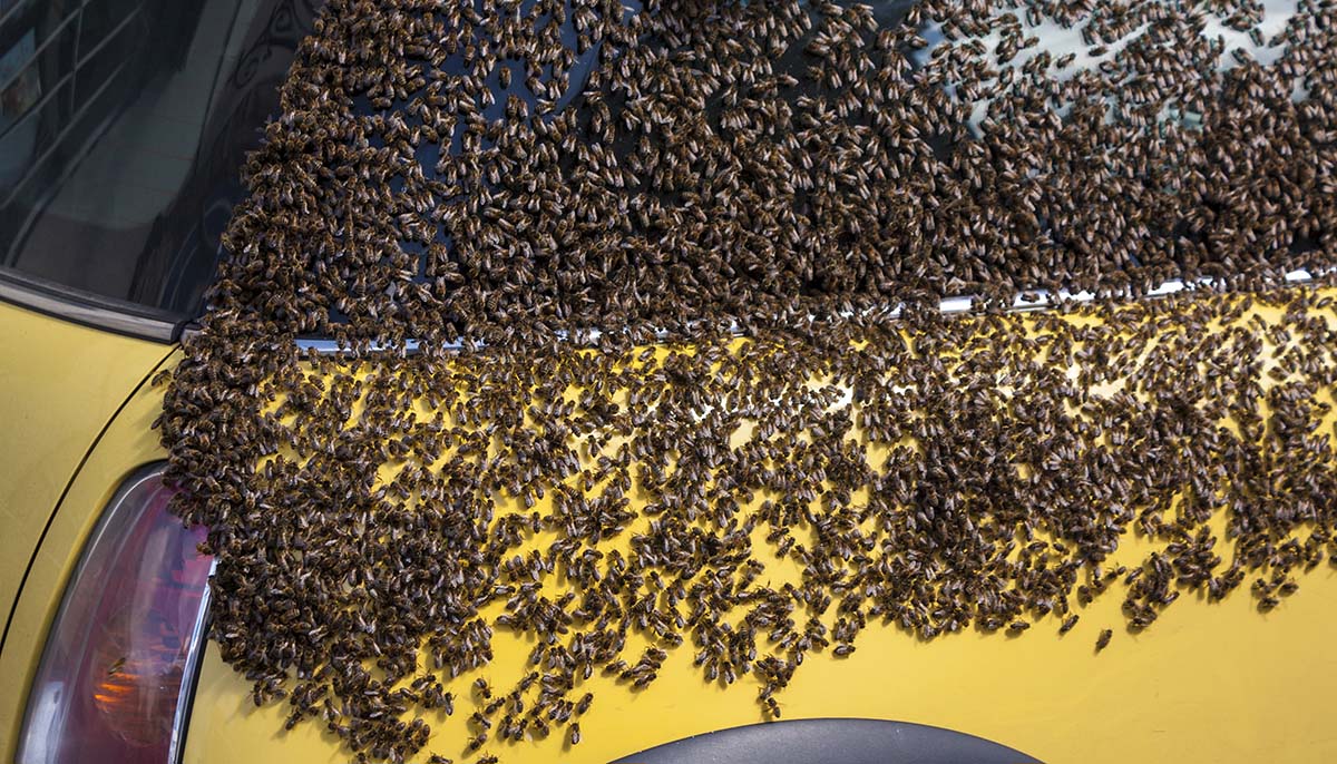 bees swarming car