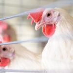 First Human Case of Rare Bird Flu in China and More News