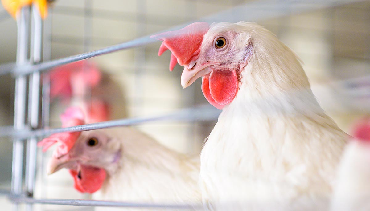 caged white chickens at an agricultural plant
