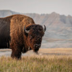 Bison Attacks Yellowstone Visitor, Heard Aquaman 2 Petition and More News